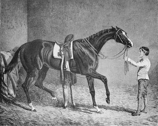 Reina de Tréboles, 1832-1843, 1911