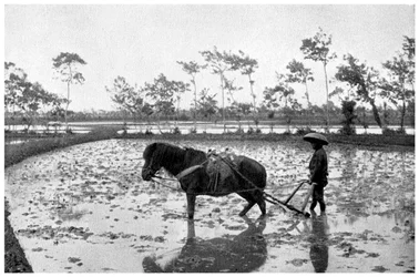 Rastrillando un campo de arroz, Japón, 1904