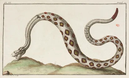 Serpiente de cascabel