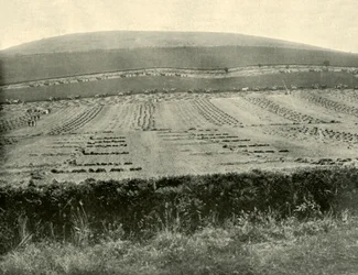 Competencia de segadora y atadora, Mount Blowhard, cerca de Ballarat, 1901