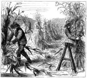 Cosechando y apilando maíz para secar, Lago Drie, Canadá, 1880