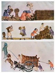 Cosecha, transporte y acarreo, c1300-1340, c1900-1920