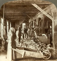 Recibiendo pescado de los barcos y empacando para exportación - almacén de pescado, Aalesund, Noruega, c. 1905