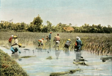Recolección de arroz, 1900