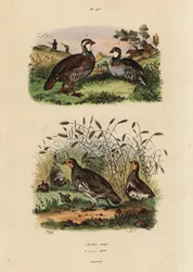 Perdiz roja, Lectures rufa, y perdiz gris, Perdix perdix Perdrix rouge et perdrix grise