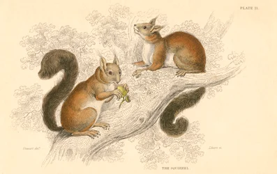 Ardilla roja Sciurus vulgaris, roedor arborícola nativo de Europa y Asia, 1828