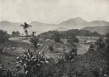 Campos de arroz en terrazas, 1926
