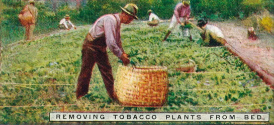 Removiendo plantas de tabaco del lecho, 1926