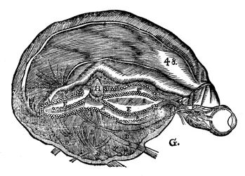 Diagrama de René Descartes del cerebro humano y el ojo