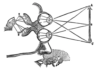 Ilustración de René Descartes sobre la coordinación de los sentidos, 1692