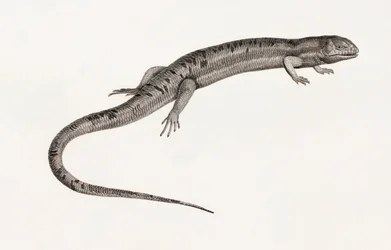 Reptiles: anolis gigantes