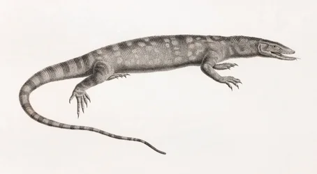 Reptiles: Ouaran de Forskal