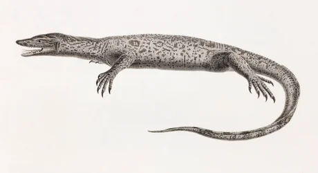 Reptiles: Tupinambis del Nilo