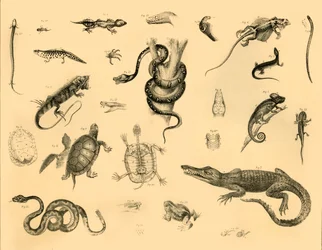 Reptiles, c1910