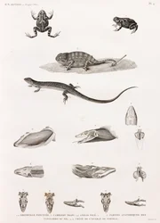 Reptiles: serie de ilustraciones de reptiles