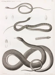 Reptiles: serie de ilustraciones de serpientes