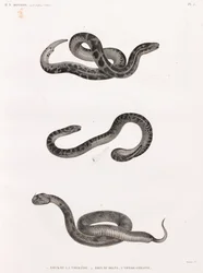 Reptiles: serpientes
