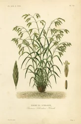 Pasto de rescate, o pasto de bromo de Schrader, Bromus catharticus, Bromus schraderi, Brome de Schrader