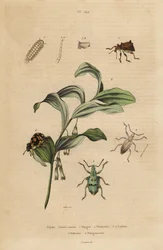 Gorgojos Rhigus, Platyoma y Cyphus, milpiés erizado, Polyxenus lagers y sello de Salomón, Polygonatum odoratum