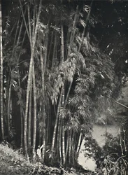 Riesenbambus Dendrocalamus giganteus en Peradeniya cerca de Kandy, 1926