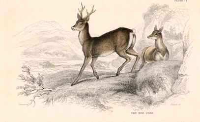 Corzo Capreolus capreolus, especie euroasiática de ciervo, 1828