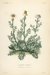 Manzanilla romana, Chamaemelum nobile