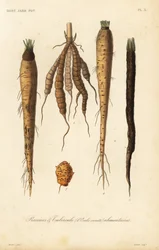 Verduras de raíz, raíces y tubérculos alimentarios