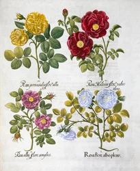 Rosas, 1613