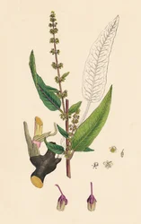 Rumex sanguinens. Acedera de venas rojas, siglo XIX