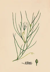 Ruppia spiralis. Ruppia mayor, siglo XIX