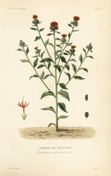 Cártamo, Carthamus tinctorius, Carthame des teinturiers