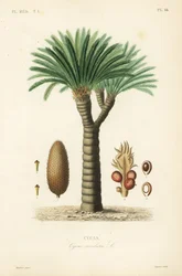 Palma de sagú, Cycas revoluta