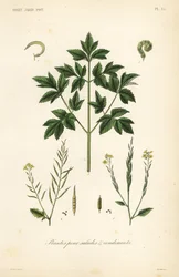 Verduras de hoja para ensalada, plantas para ensaladas y condimentos