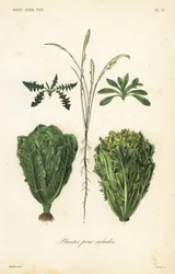 Plantas para ensaladas
