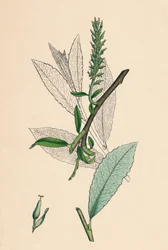 Salix phylicifolia, var. radicans. Sauce de hojas de té, var. a., siglo XIX