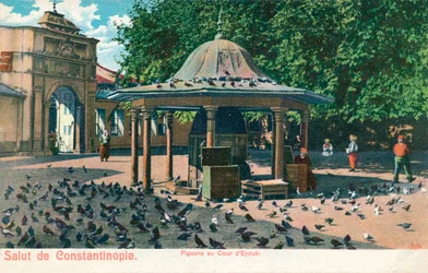 Salut de Constantinopla - Palomas en el patio de Eyoub