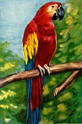 Guacamayo rojo, c1928