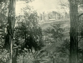 Escena en Upper Gembrook, Victoria, 1901