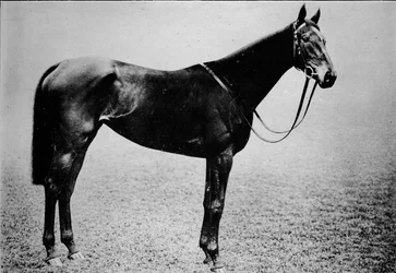 Cetro, 1899-1926, 1911