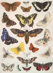 Mariposas