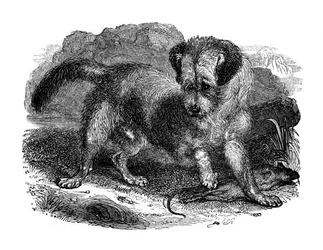 Terrier escocés, 1848