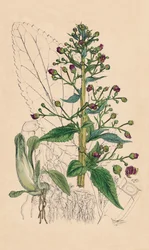 Scrophularia Ehrharti. Betónica de agua de Ehrhart, siglo XIX