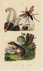Pluma de mar, avispa araña y bandicut de nariz larga