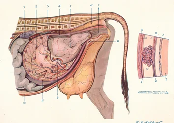 Sección del abdomen de una vaca, mostrando el feto en posición normal, c1905 c1910