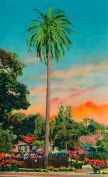 Serra Palm. La primera palmera en California, c1941