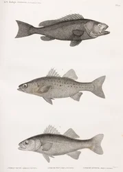 Serran Tauvin; Perche Noct y Perche Sinueuse