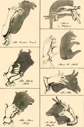 Imágenes de sombras y siluetas, 1883