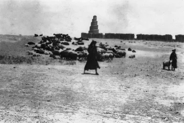 Ovejas pastando fuera de Samarra, Mesopotamia, 1918