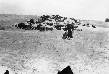 Ovejas pastando fuera de Samarra, Mesopotamia, 1918