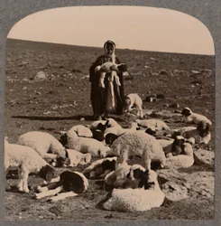 Pastor y rebaño, c1900